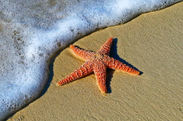 Starfish